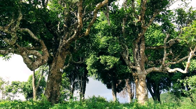 du lịch Tây Bắc mùa xuân 15 ngày 14 đêm