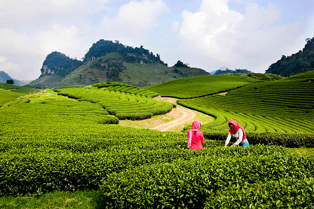 DU LỊCH MỘC CHÂU - VIÊNG XAY - SẦM NƯA 3 NGÀY 2 ĐÊM