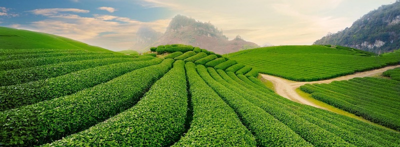 TOUR DU LỊCH CHÈ TÂN CƯƠNG – KHU SINH THÁI NHÀ TÔI 1 NGÀY