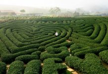TOUR DU LỊCH MAI CHÂU – MỘC CHÂU – CẦU KÍNH BẠCH LONG 3 NGÀY 2 ĐÊM