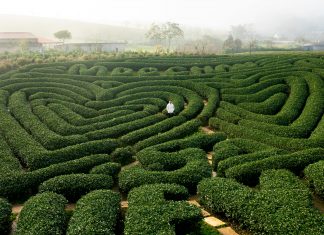 TOUR DU LỊCH MAI CHÂU – MỘC CHÂU – CẦU KÍNH BẠCH LONG 3 NGÀY 2 ĐÊM