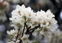 DU LỊCH KHOÁNG NÓNG NGỌC CHIẾN MÙA HOA SƠN TRA 2 NGÀY 1 ĐÊM